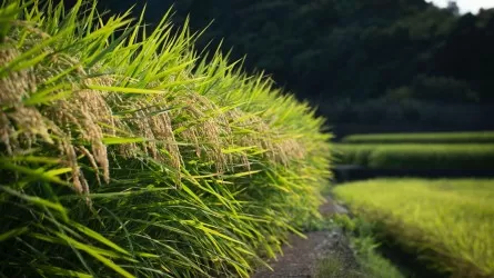 Казахстан ожидает снижение посевов риса на 8,7 тыс. га  