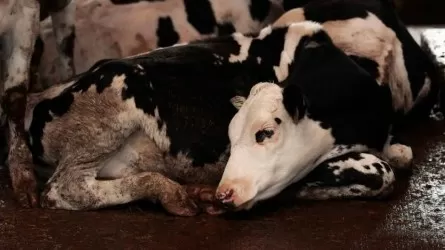 Неизвестная болезнь у скота озадачила ветеринаров Акмолинской области