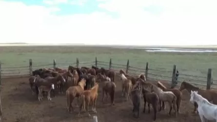 ОПГ скотокрадов ликвидирована в Казахстане