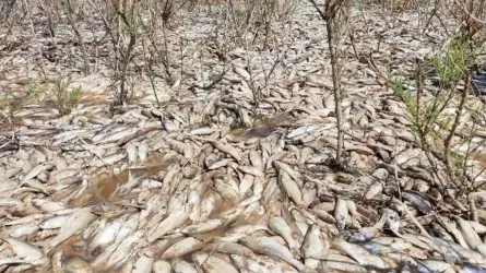 В озере в Атырауской области собрали полтонны мертвой рыбы  