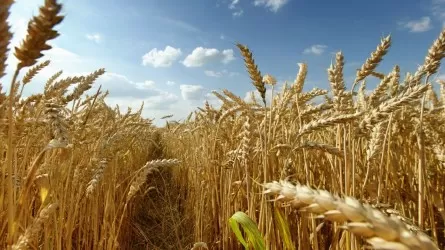 Почему аграрии сокращают посевы зерновых?