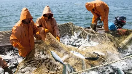 3 тысячи атырауских рыбаков могут остаться без работы