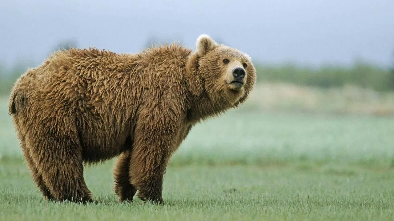 Бурого медведя сняли на дрон в казахстанском заповеднике