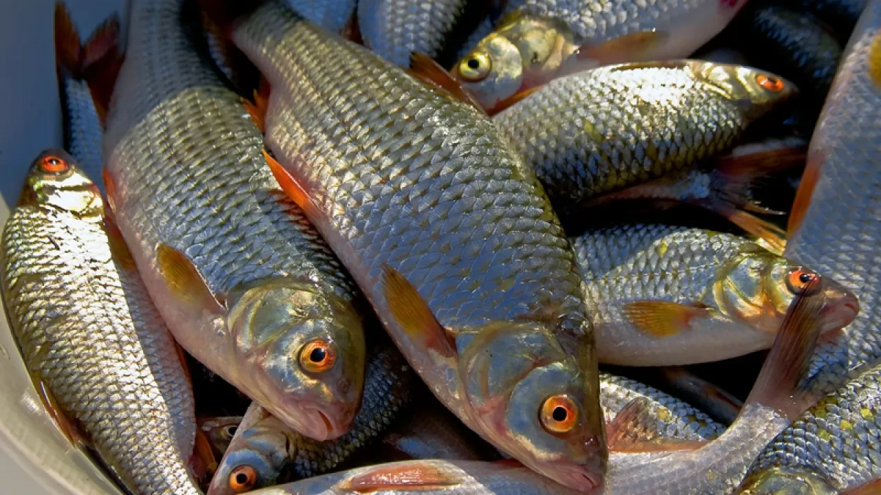 В ВКО у браконьеров изъято более 2 тонн рыбы  