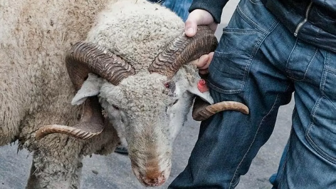 Пастух продал отару чужих овец на 16 млн тенге