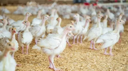 Более 80 работников павлодарской птицефабрики до сих пор не трудоустроены