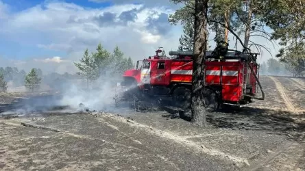 Озвучена площадь сгоревшей территории соснового бора в Семее