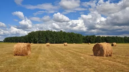 В Жамбылской области аграрии не могут расширить посевные площади 