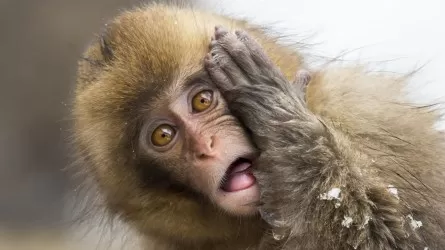 Первый случай оспы обезьян выявили в Польше