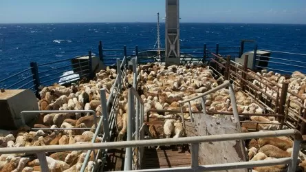 Корабль с 16 тыс. овец затонул в Красном море