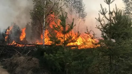 Семей орманындағы өрт найзағайдан шыққан болуы мүмкін