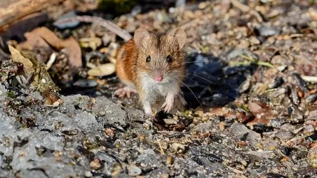 Новый коронавирус выявили у мышей