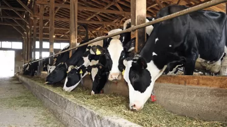 За 5 лет переработка молока на севере страны выросла на 55%