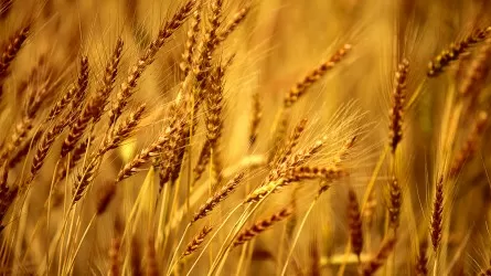 Почему дорожает казахстанская пшеница?