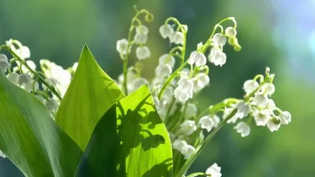 Өңірлердің басым бөлігінде дауылды ескерту жарияланды 