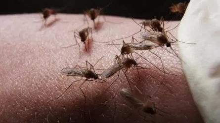 Для борьбы с комарами в Атырау будут привлечены ученые