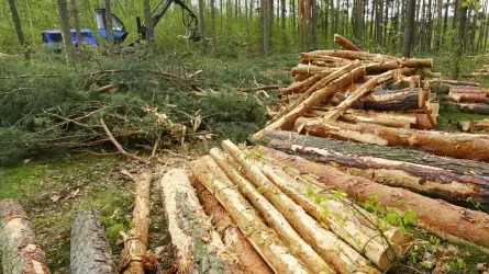 Наказание до 4 лет лишения свободы предлагают ввести в УК Казахстана за эконарушения