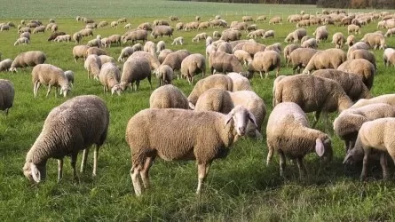 60 мертвых овец и коз обнаружили в Жетысуской области