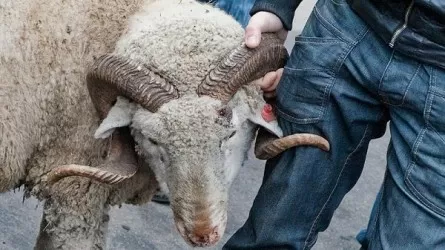 Пастух продал отару чужих овец на 16 млн тенге