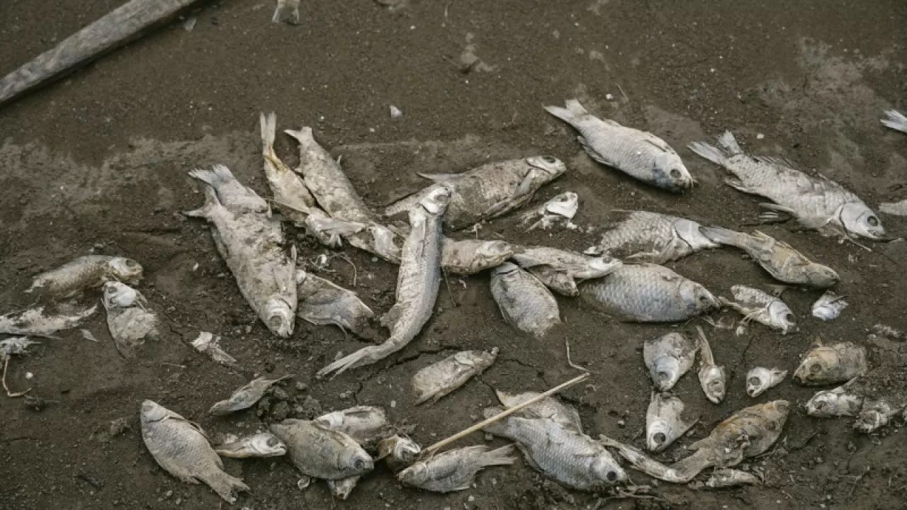 Мертвую рыбу в озеро Балхаш, возможно, выбросили браконьеры