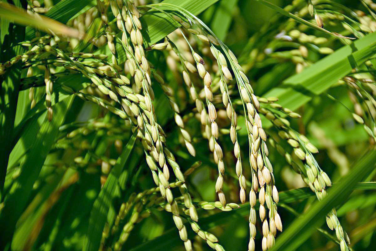 Эксперт: более 94% посевов риса не пострадало от жары