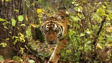 Как в Казахстане возрождают популяцию тигров