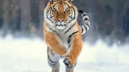 Дайте тигру перейти дорогу!