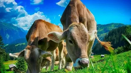 В Казахстане резко выросли капинвестиции в сфере животноводства 