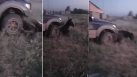 Мужчину, давившего лошадь на машине, все-таки арестовали