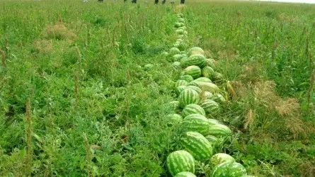 Безопасно ли есть арбузы, рассказали эпидемиологи