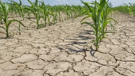 УСХ Актюбинской области против Казгидромета: уничтожит ли засуха урожай?