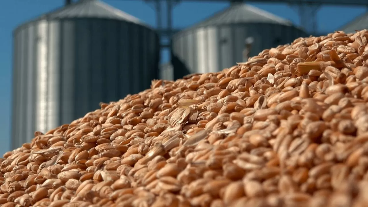 Контрабанда зерна из России сломает цены на рынках Казахстана и Средней Азии