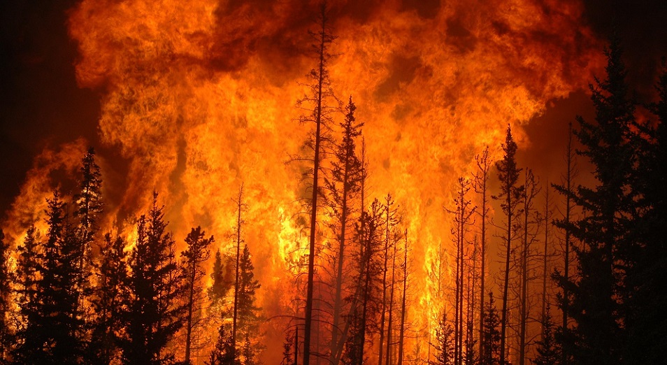 Площадь лесных пожаров в России выросла до 109,95 тыс. га