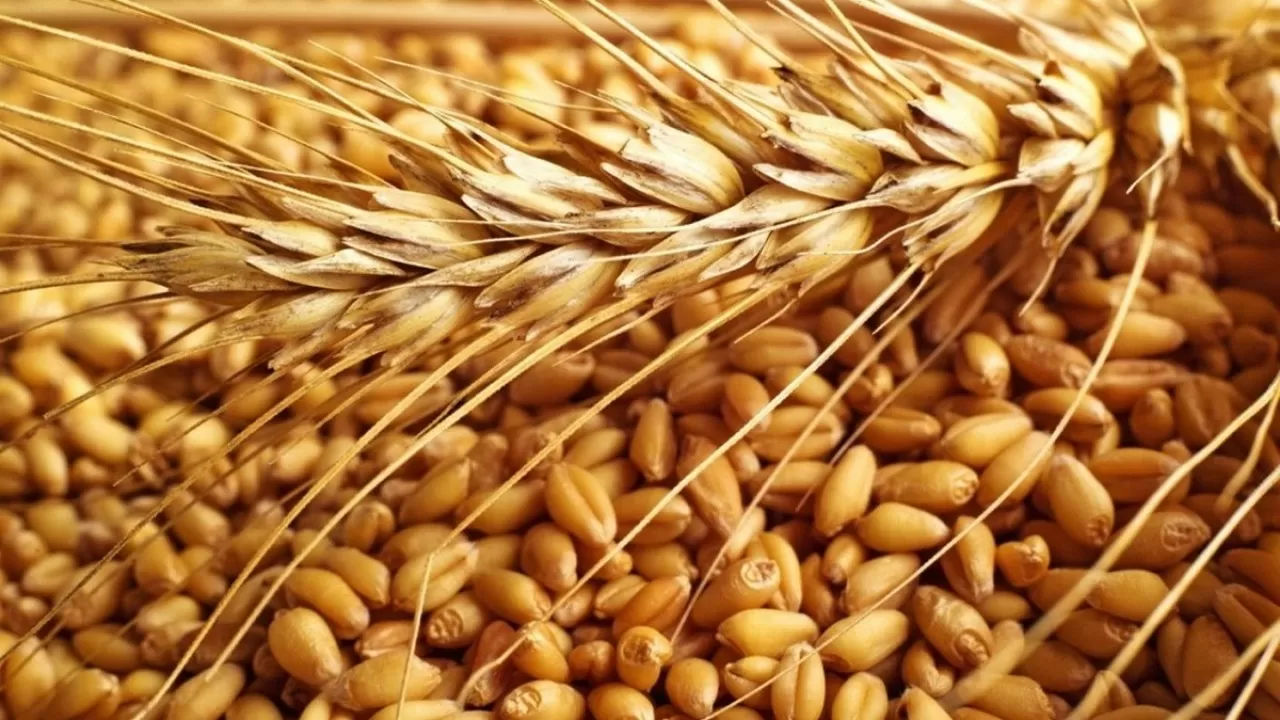 В Казахстане ожидают валовый сбор зерновых на уровне 18,3 млн тонн