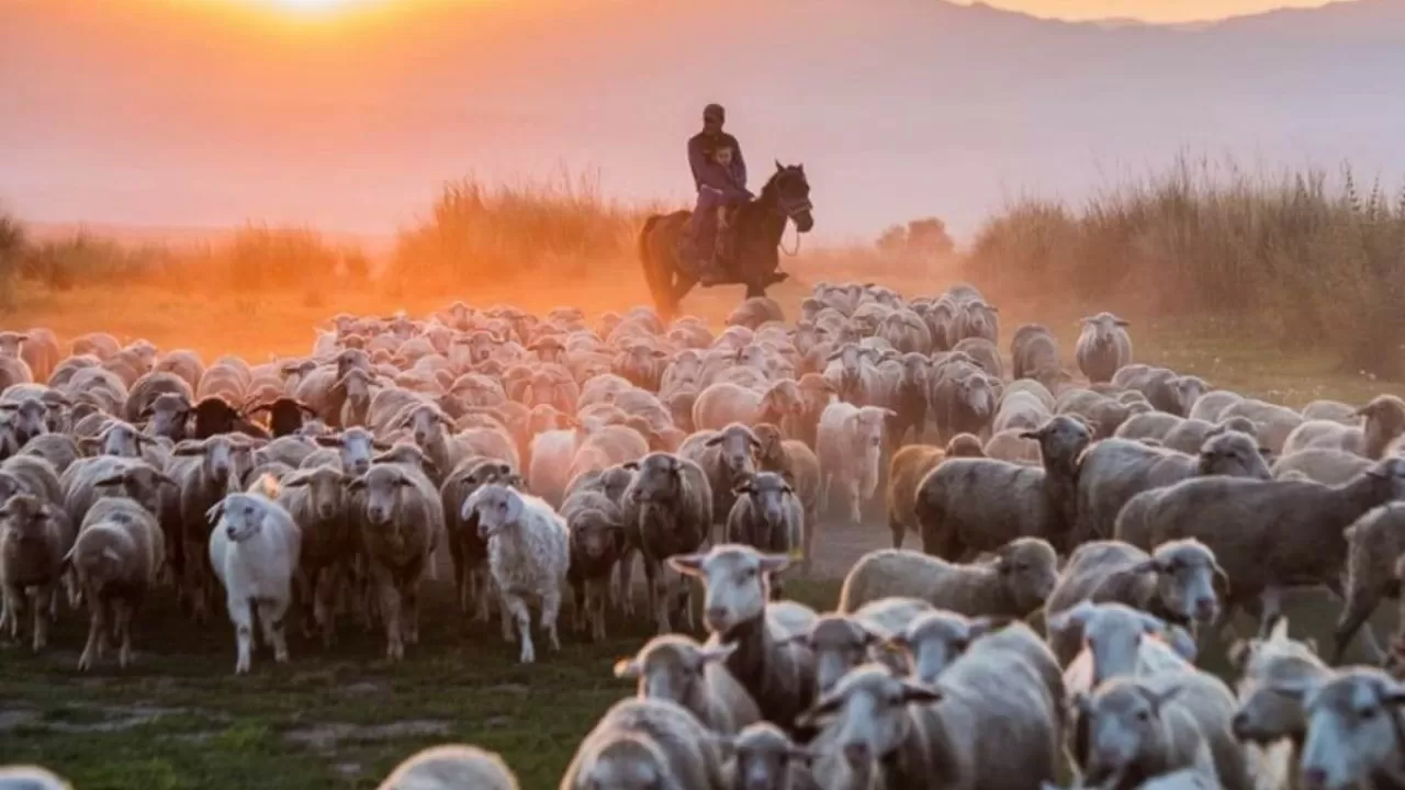 Қой саны өсіп, ешкі азайған