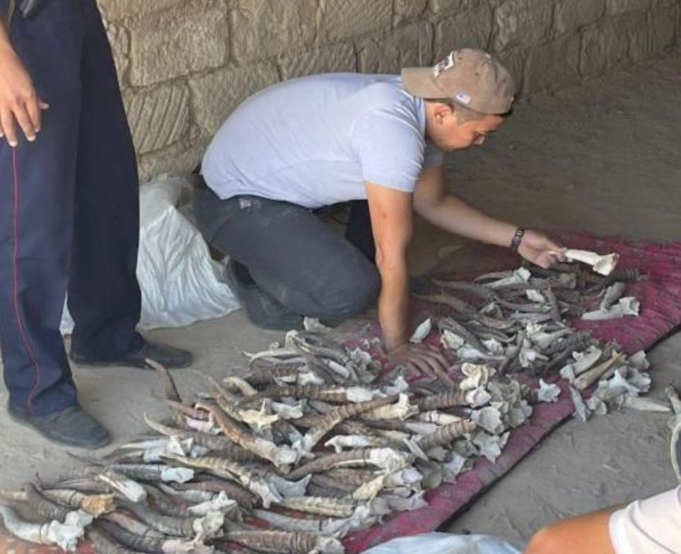 Маңғыстаулық тұрғыннан 198 дана киік мүйізі тәркіленді