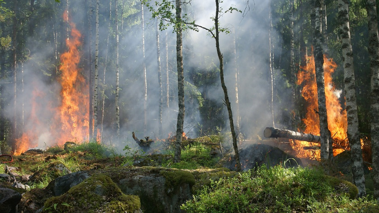 Пожары уничтожили в два раза больше лесов, чем 20 лет назад