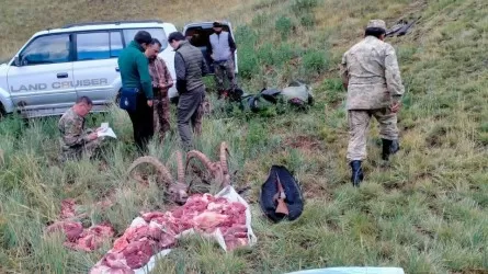 Граждане Испании охотились на сибирских горных козлов в нацпарке Казахстана