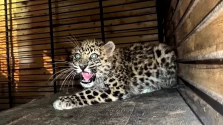 Котенка леопарда спасли на Дальнем востоке