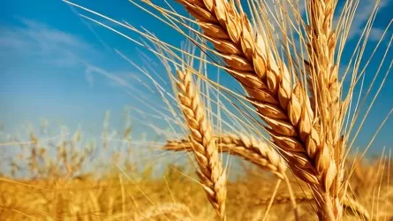 Урожай-2022: выше нормы ожидаются объемы пшеницы только в трех областях