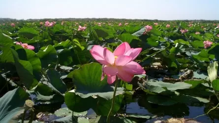 В Атырауской области зацвела Долина лотосов