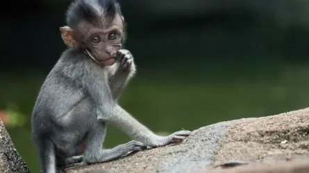 ВОЗ попросила людей не нападать на обезьян из-за оспы