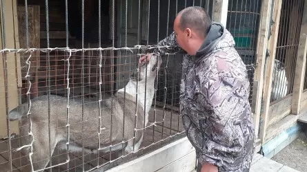 Волкодав – это не внешний вид, а характер: во сколько заводчику встанет алабай