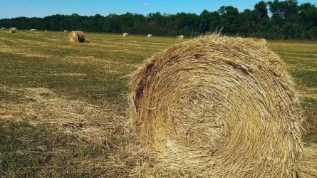 В Казахстане уже заготовили 21 млн тонн сена для скота  