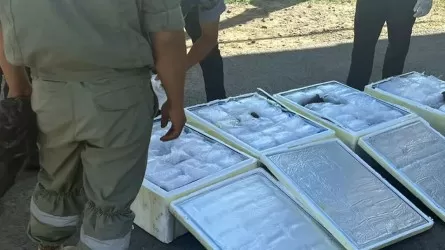 100 келі қара уылдырықты Ресейге заңсыз алып өтпек болғандар ұсталды