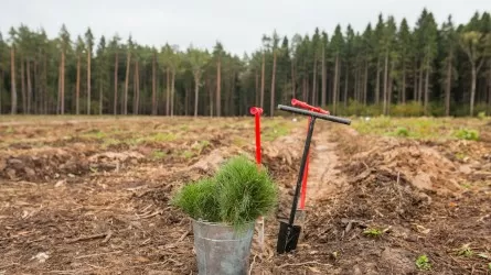 В Актобе и ЗКО может быть сорвано поручение президента по восстановлению леса