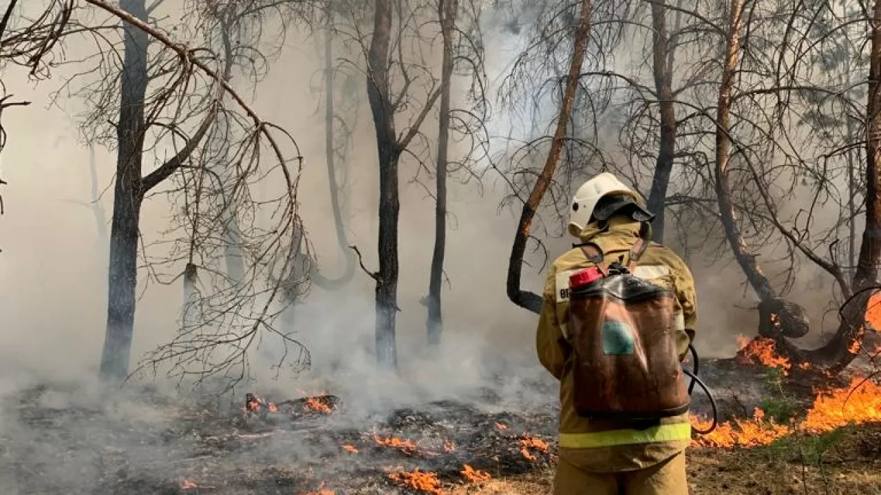 Арестован глава лесхоза после пожаров в Костанайской области