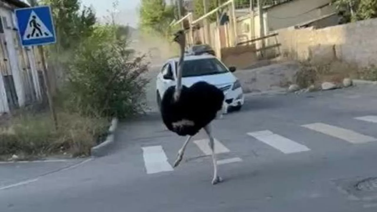 В Бишкеке с утра ловили… страуса