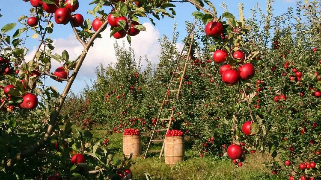 В Казахстане началось страхование яблоневых садов