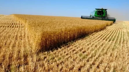 В Казахстане убрали более половины урожая зерна – свыше 11 млн тонн